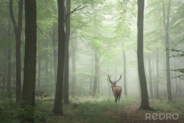 Papier peint  Cerf dans une forêt verte et brumeuse