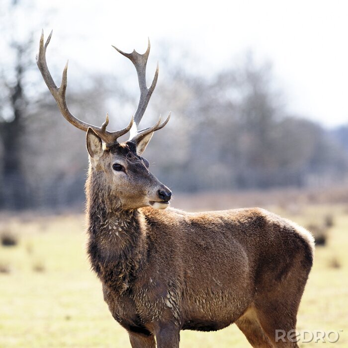 Papier peint  Cerf sauvage dans la prairie