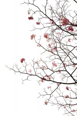 Papier peint  Cerisiers en fleurs