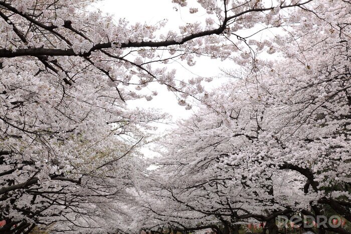 Papier peint  Cerisiers en fleurs dans un verger