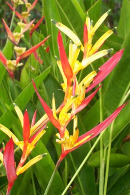 Papier peint  Cette fleur est ainsi nommée parce qu'elle ressemble à la tête d'un oiseau. Strelitzia reginae est son nom technique. Cela signifie strelitzia reine. Il est dit pour avoir provenu de l'Afrique du Sud 