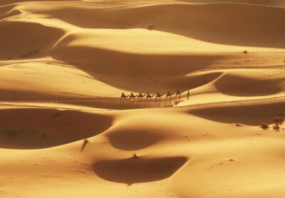 Papier peint  Chameaux dans le désert