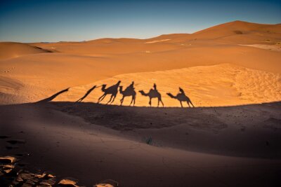 Papier peint  Chameaux dans le désert