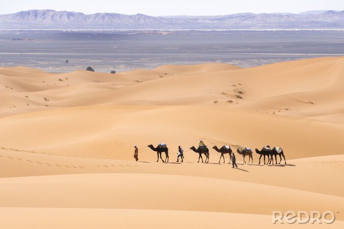 Papier peint  Chameaux sur les dunes du désert