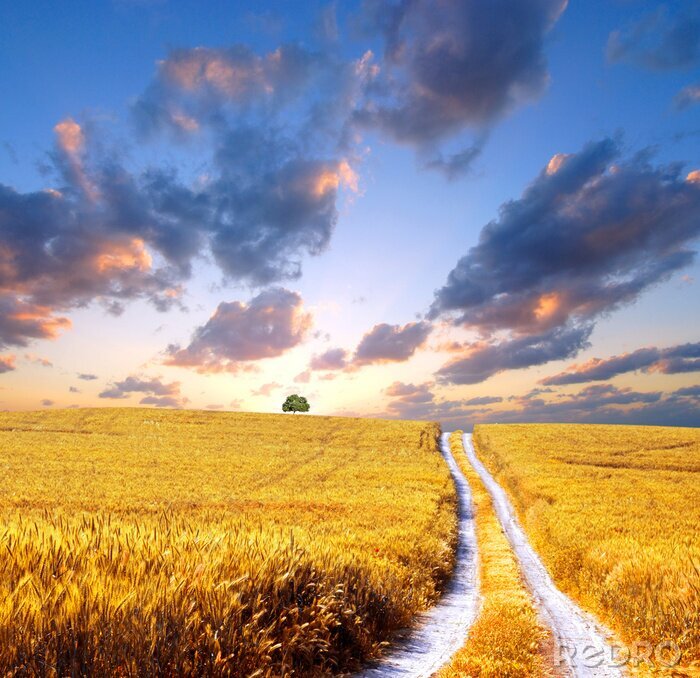 Papier peint  Champ avec des cultures un jour d'été