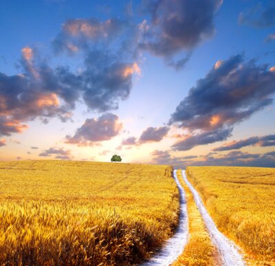 Papier peint  Champ avec des cultures un jour d'été