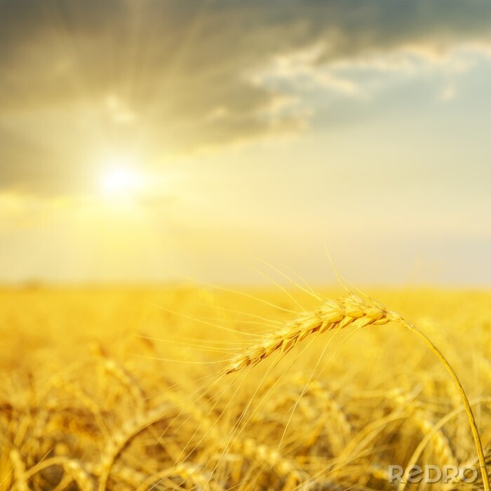 Papier peint  Champ avec des épis de blé