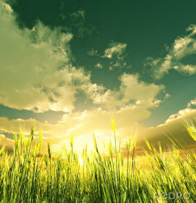 Papier peint  Champ avec fond de ciel