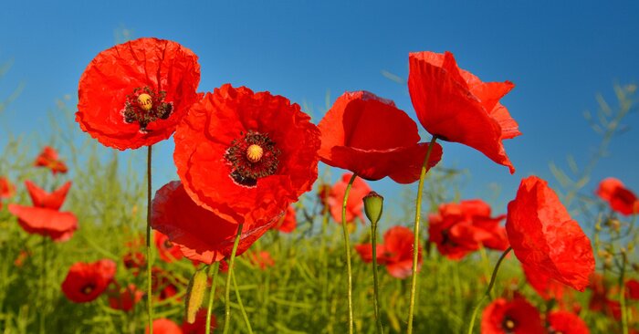 Papier peint  Champ coquelicots rouges