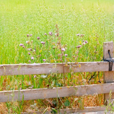 Champ d'herbe derrière une clôture en bois