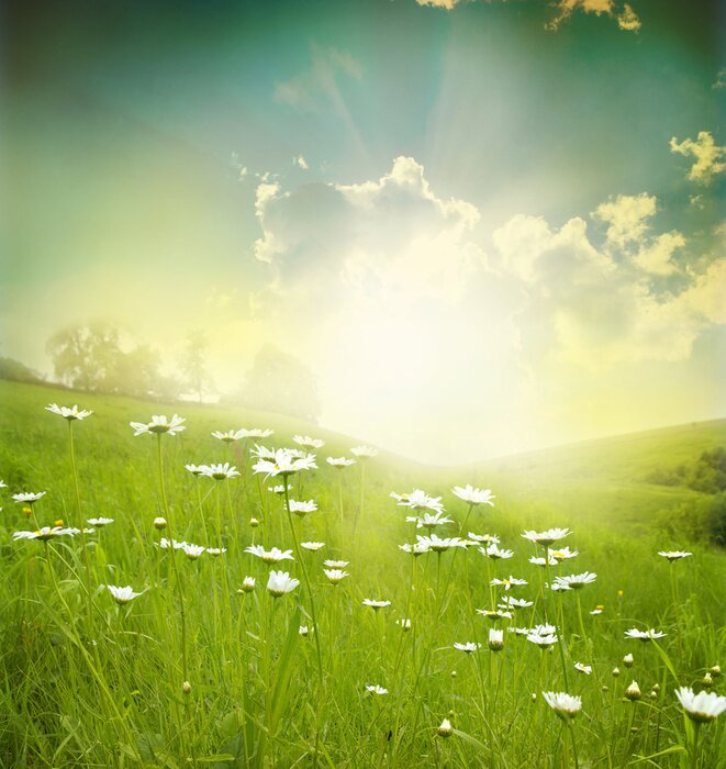 Papier peint  Champ d'herbe et de fleurs blanches