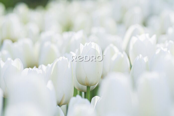Papier peint  Champ de belles tulipes blanches