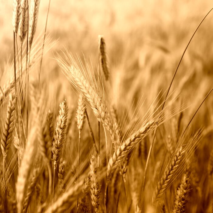 Papier peint  Champ de blé