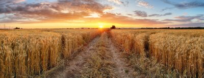 Champ de blé au coucher du soleil, panorama