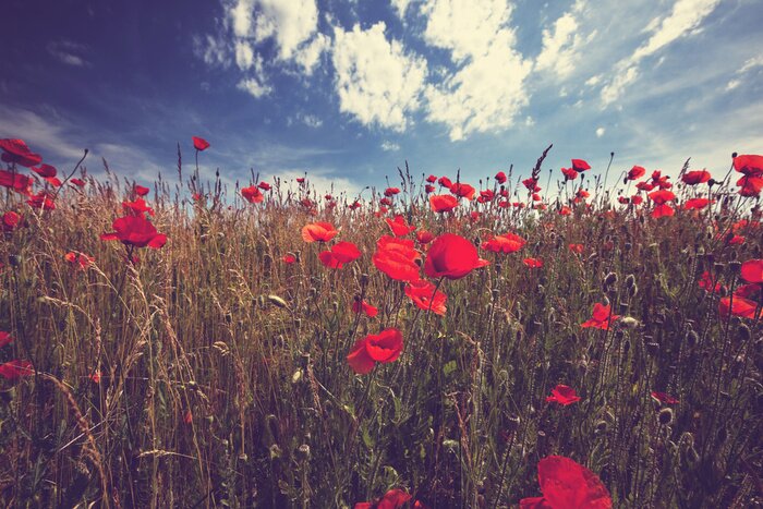 Papier peint  Champ de blé avec des coquelicots