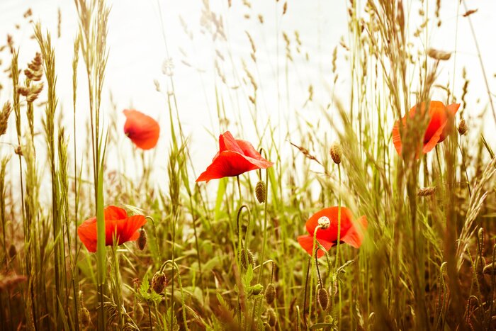 Papier peint  Champ de blé et coquelicots