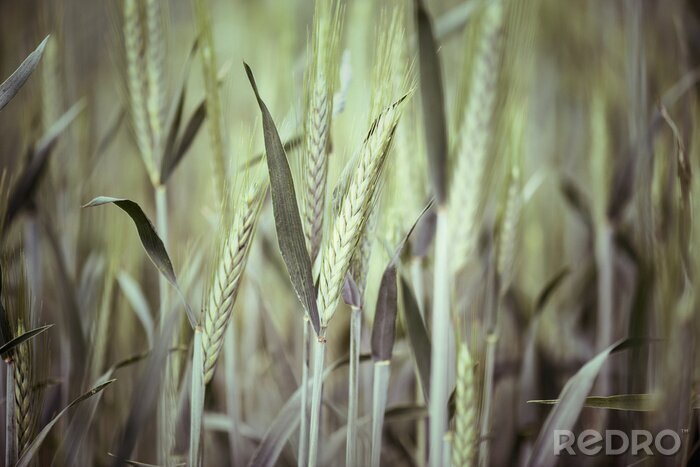 Papier peint  Champ de blé et nature