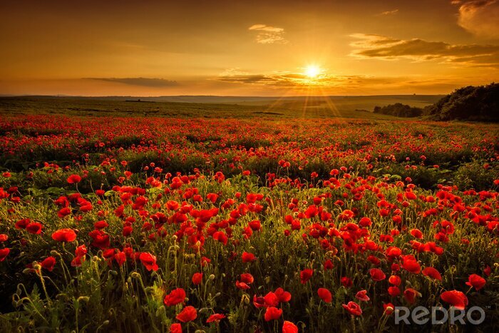 Papier peint  Champ de coquelicots au coucher du soleil