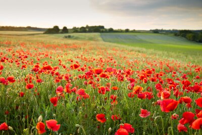 Papier peint  Champ de coquelicots au coucher du soleil