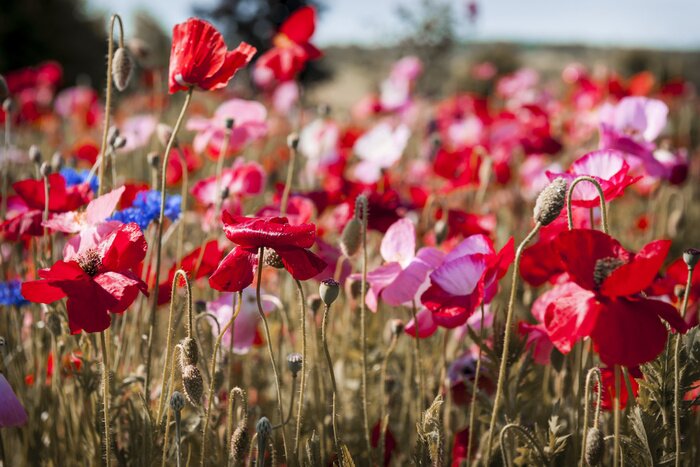 Papier peint  Champ de coquelicots avec le blé