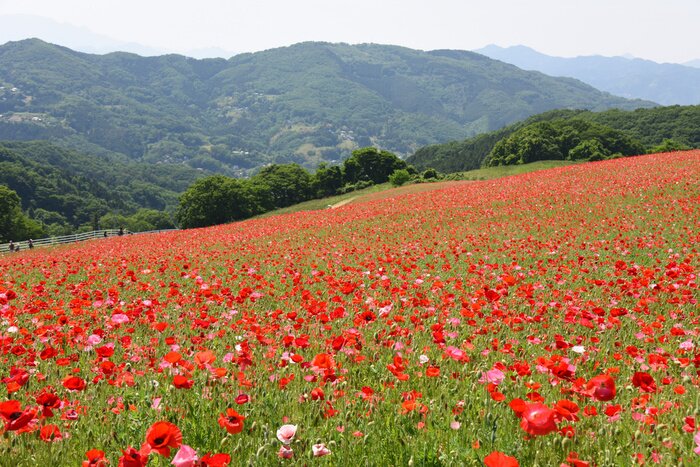 Papier peint  Champ de coquelicots et paysage