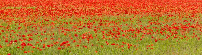 Papier peint  Champ de coquelicots panoramique