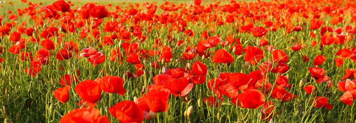 Papier peint  Champ de coquelicots rouge carmin