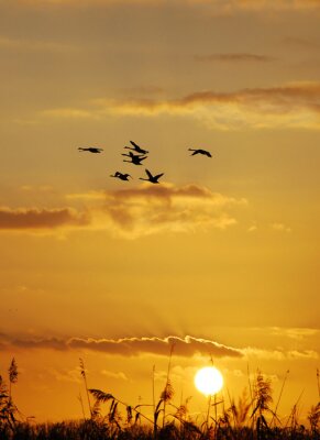 Champ de coucher de soleil avec des oiseaux