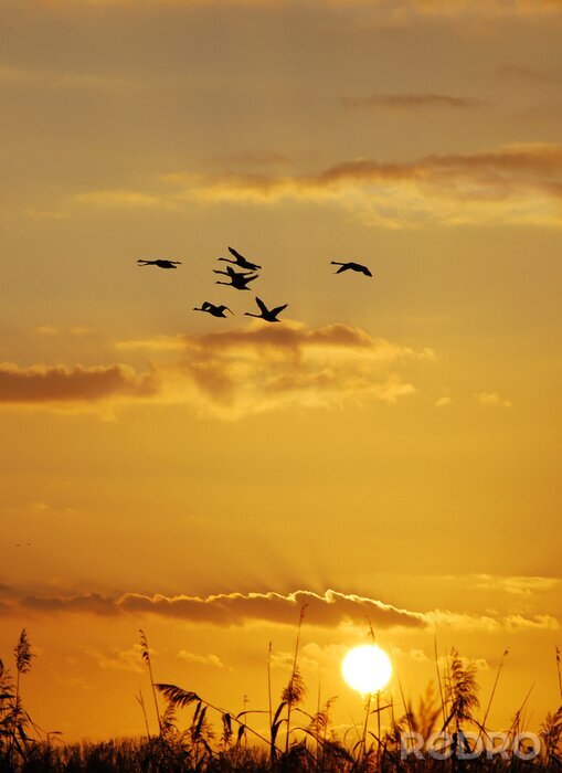 Papier peint  Champ de coucher de soleil avec des oiseaux