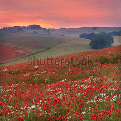 Papier peint  Champ de fleurs au coucher du soleil