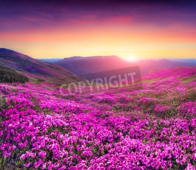 Papier peint  Champ de fleurs au lever du soleil