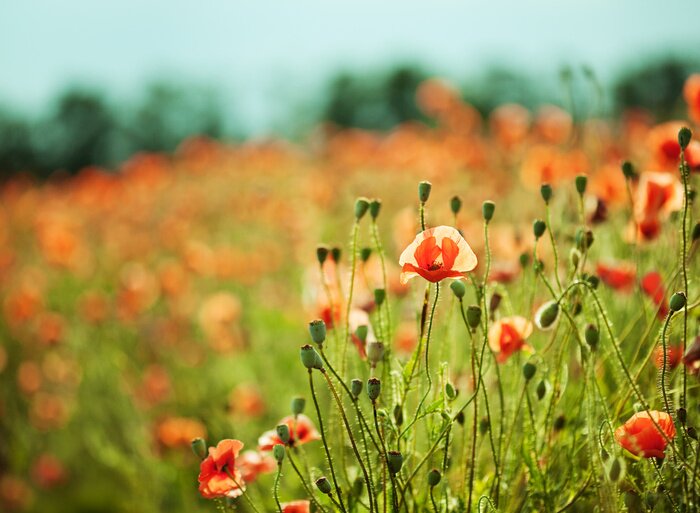 Papier peint  Champ de fleurs avec des coquelicots rouges