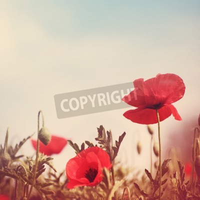 Papier peint  Champ de fleurs rouges