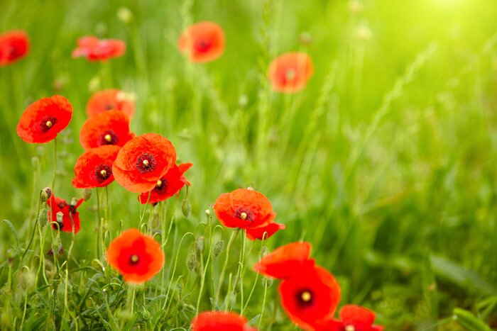 Papier peint  Champ de fleurs rouges