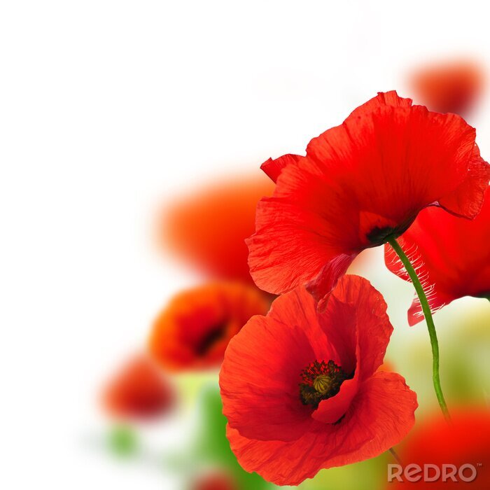 Papier peint  Champ de fleurs rouges sur fond blanc