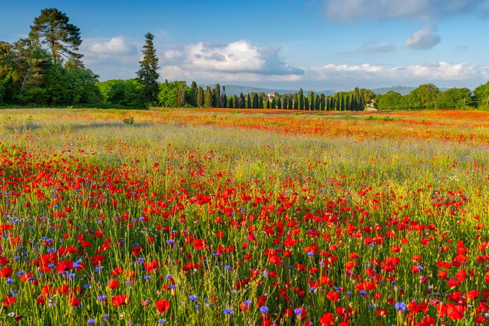 Papier peint  Champ de fleurs sauvages en Toscane