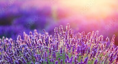 Papier peint  Champ de lavande au lever du soleil