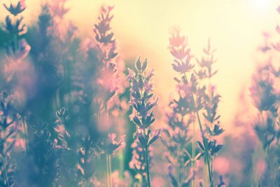 Papier peint  Champ de lavande éclairé par le soleil