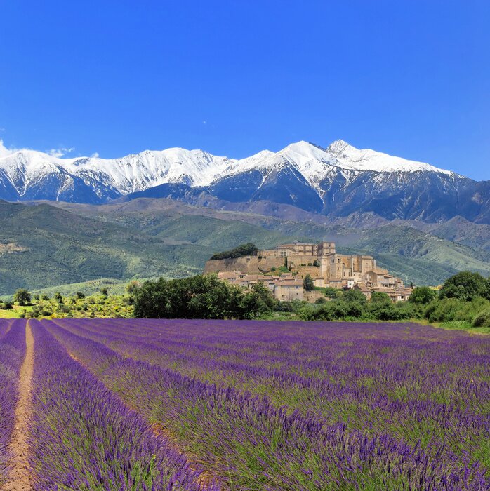 Papier peint  Champ de lavande sur fond de montagnes enneigées