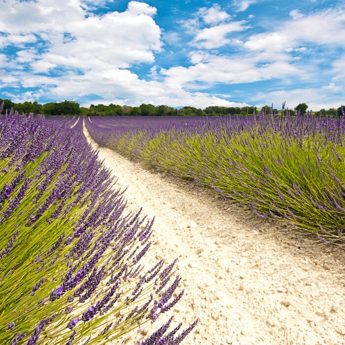 Papier peint  Champ de lavande un chemin