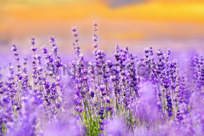 Papier peint  Champ de lavande violacé