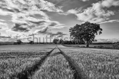 Papier peint  Champ de noir et blanc