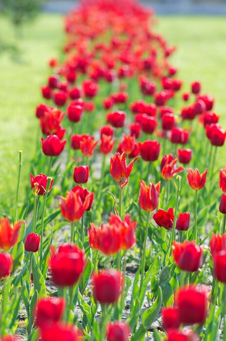 Papier peint  Champ de tournesols avec des fleurs