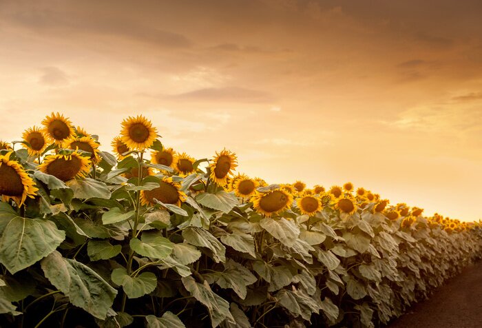 Papier peint  Champ de tournesols et ciel