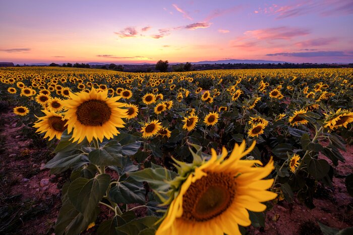 Papier peint  Champ de tournesols et ciel mauve