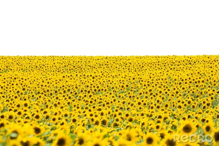 Papier peint  Champ de tournesols sur un fond clair
