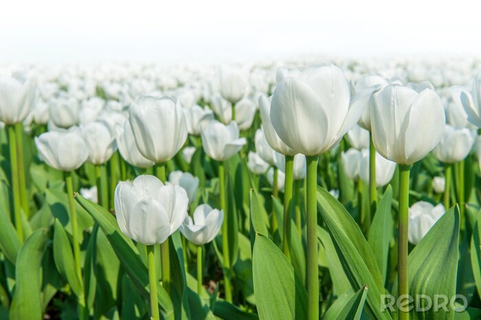 Papier peint  Champ de tulipes blanches