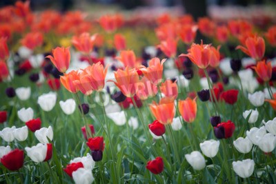 Papier peint  Champ de tulipes colorées