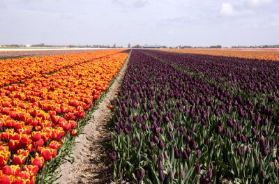 Papier peint  Champ de tulipes néerlandais