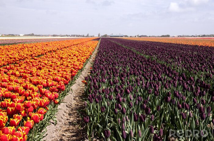Papier peint  Champ de tulipes néerlandais